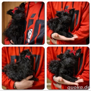 Mini Yorkshire Welpen Mix