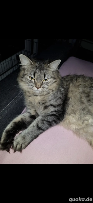 Verschmuste Katze (4 Jahre) sucht liebevolles Zuhause   