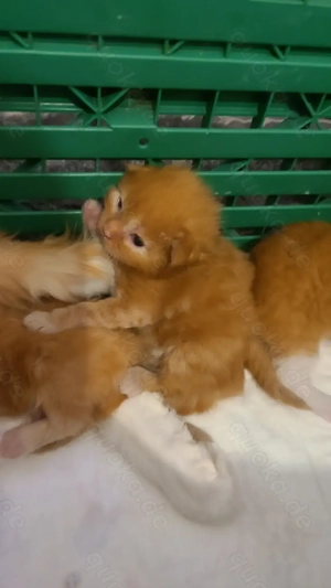 Main Coon XL baby katzen