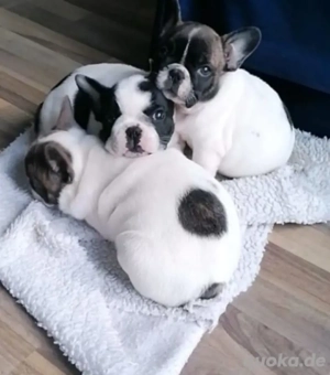 Französische Bulldogge 