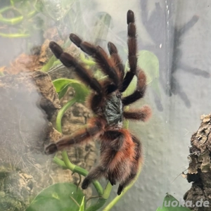 Verschiedene Vogelspinnen und Terrarien zum Verkauf