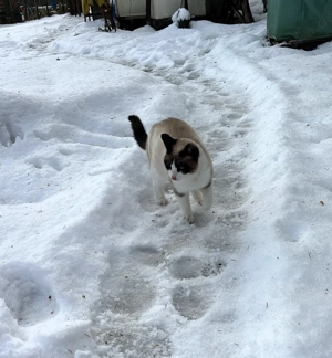 Ein junge Kater vom Land