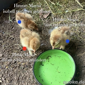 Brahma Küken Hennen Hühner reinrassig große Rasse