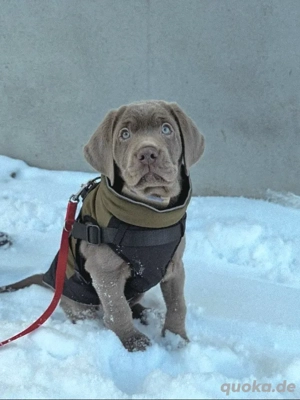 Labrador Rüde 3Mon silber mit Ahnentafel 