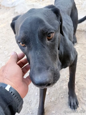 Rudolf 1 Jahr, sucht eine Pflegestelle