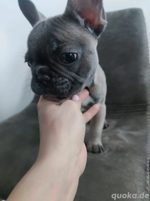  Reinrassige Franzözische Bulldoge Welpe Mädchen blue -fawn