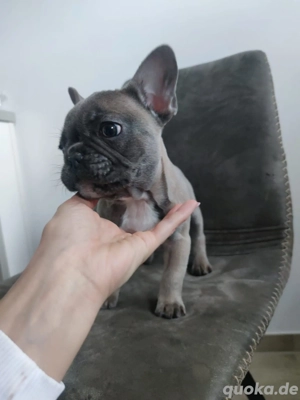  Reinrassige Franzözische Bulldoge Welpe Mädchen blue -fawn