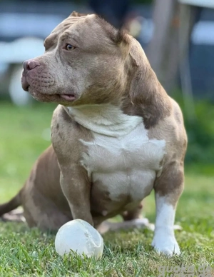 american bully 