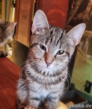 europäische kurzhaar mit waldkatze 