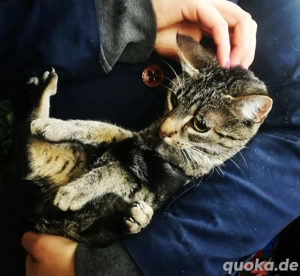 Amy & Lina Schmusekätzchen 18Wo. Tiger & s-w Kinderlieb Hundeerfahren Kätzchen Kitten Katzenbaby