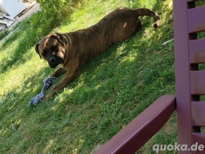 Bordeauxdogge   Presa Canario