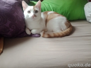 Kater sucht ein neues Zuhause  Bild 2