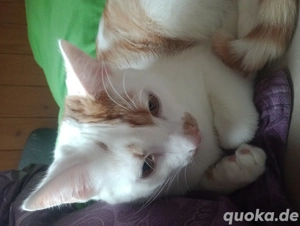 Kater sucht ein neues Zuhause  Bild 3