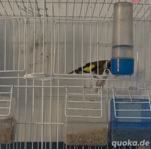 steglitz,parva top Singer, Zucht bereit