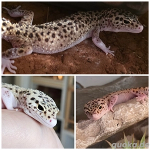 Ghost eclipse het.Tremper albino Weibchen 