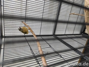 Gouldamadinen Jungtiere 