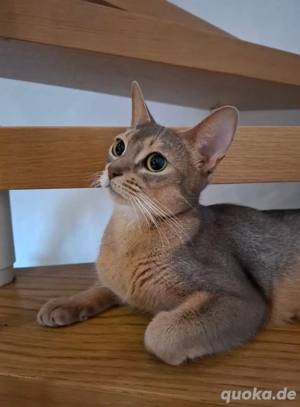Erwachsene Abessinier Katze, reinrassig 