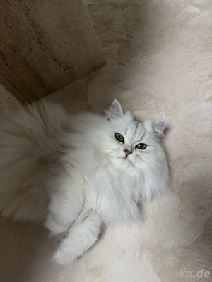 wunderschöne BKH BLH Dame