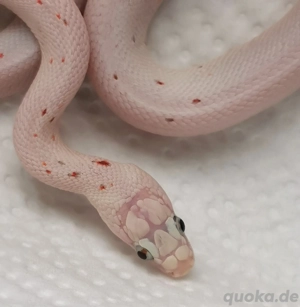 0.1 Palmetto low High Microscale het Stripe 66 % Amel Microscaleless Scaleless Micro 