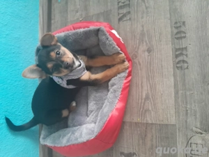 Chihuahua pinscher Mix welpe