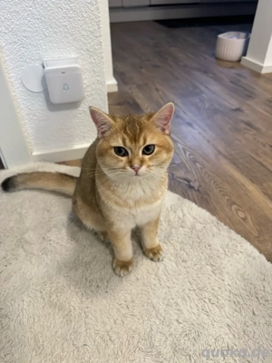 Traum-Kater Yakuza BKH Kitten