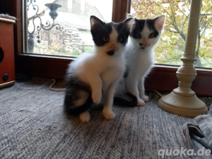 BKH Britisch Kurzhaar Kitten