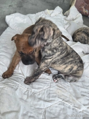 Wunderschöne Galgo Golden-Retriever Mischlingswelpen  liebevolle Hände abtzgeben