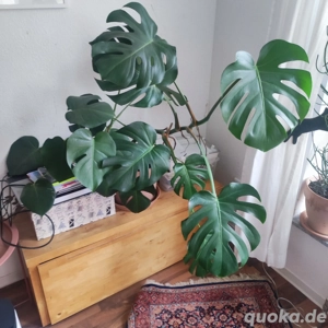 Großes Fensterblatt zu verkaufen