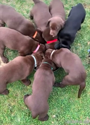  12 Wochen alte Labrador-Welpen stehen zur Adoption frei.  Diese Welpen sind gesund, 