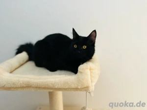 wunderschöne Bombay 