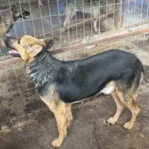 Emil R ca. 47 cm   hat Liebe verdient Bild 4