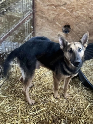 Emil R ca. 47 cm   hat Liebe verdient Bild 6