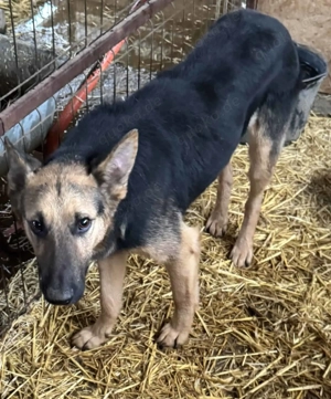 Emil R ca. 47 cm   hat Liebe verdient Bild 7