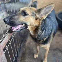 Emil R ca. 47 cm   hat Liebe verdient Bild 3