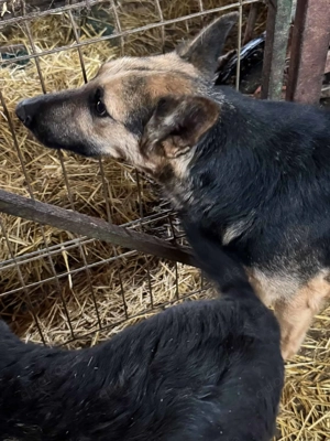 Emil R ca. 47 cm   hat Liebe verdient Bild 5