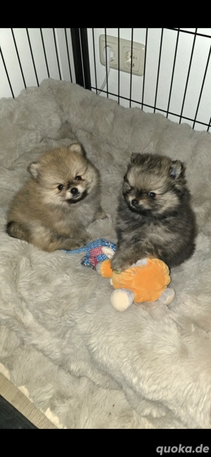 Pomeranien zwerg spitz