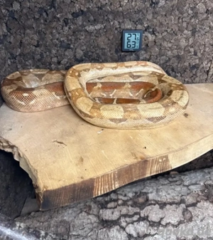 Boa  Nicaragua Kaiserboa 