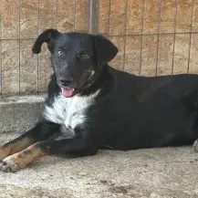 Keela ca. 45 cm   die Freundliche