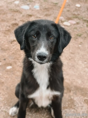 junghündin Nele sucht ihr für immer Zuhause 