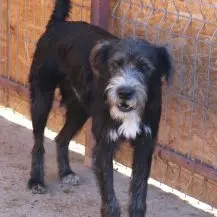 Siggi R ca. 50 cm   Der Strubbelige