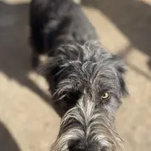 Sophia R ca. 50 cm -  Mit dem weichen Fell