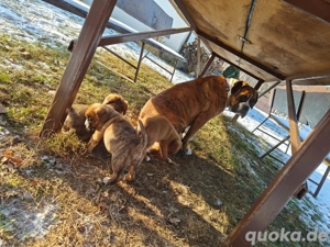 Wunderschöne kräftige Boxer-Labrador Welpen 