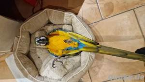  Liebesvoller Ara Papagei Wegen Zeitmangel abzugeben 