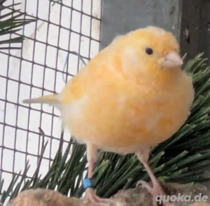 Kanarienvögel zu verkaufen. 
