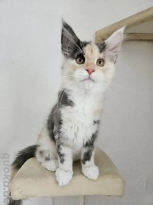 Maine Coon Kitten 