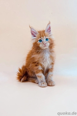 reinrassige Main Coon Kitten