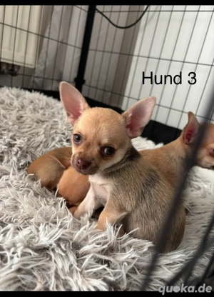 Chihuauaua welpen weiblich 