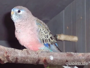 Bourkesittiche zu verkaufen.