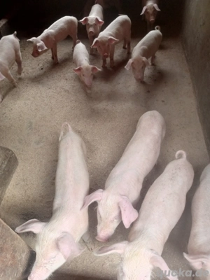 Niedliche Ferkel & wunderschöne Pfauen zu verkaufen!