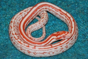 Kornnattern. NZ. 2026 top Tiere. !!!!!!!!!!!!! Bild 2